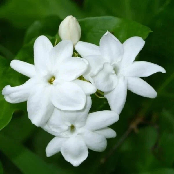 Rooted Starter Plant - Arabian Jasmine - Extremely Fragrant - Jasminum sambac - 4-Inch Pot for Indoor/Outdoor Use