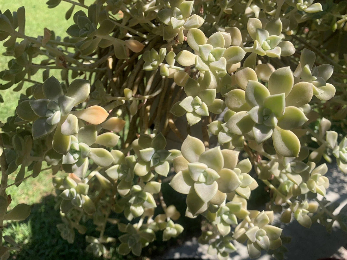 Live Succulents Cuttings - Ghost Plant Rosette - Graptopetalum paraguayense - Easy Care Garden Decor