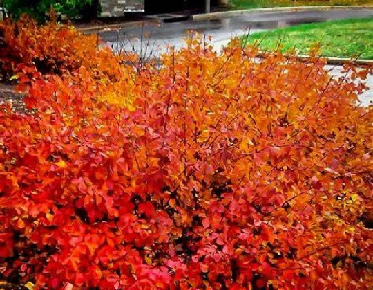 Konza Fragrant Sumac Seeds - 20 Seeds, Aromatic Variety Rhus aromatica Konza, Drought-Tolerant, Erosion Control Plant