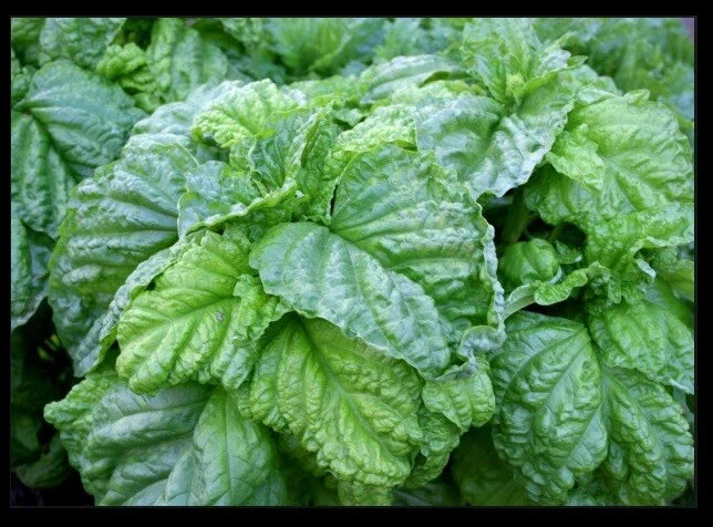 Lettuce Leaf Basil Seeds 100-5000 Heirloom Aromatic Plant Ocimum basilicum - Perfect for Culinary Use and Container Gardening