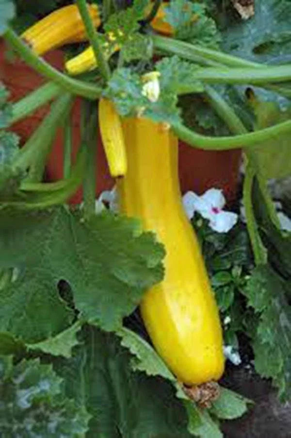 Squash Seeds - 100 Count - Early Prolific Straight Neck - Heirloom Cucurbita pepo - Non-GMO, Easy to Grow for Home Gardens