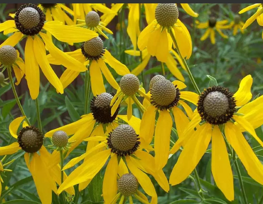Coneflower Seeds 500 Non-GMO Grey-Headed Perennial Echinacea Ratibida pinnata Early Blooms Attracts Pollinators
