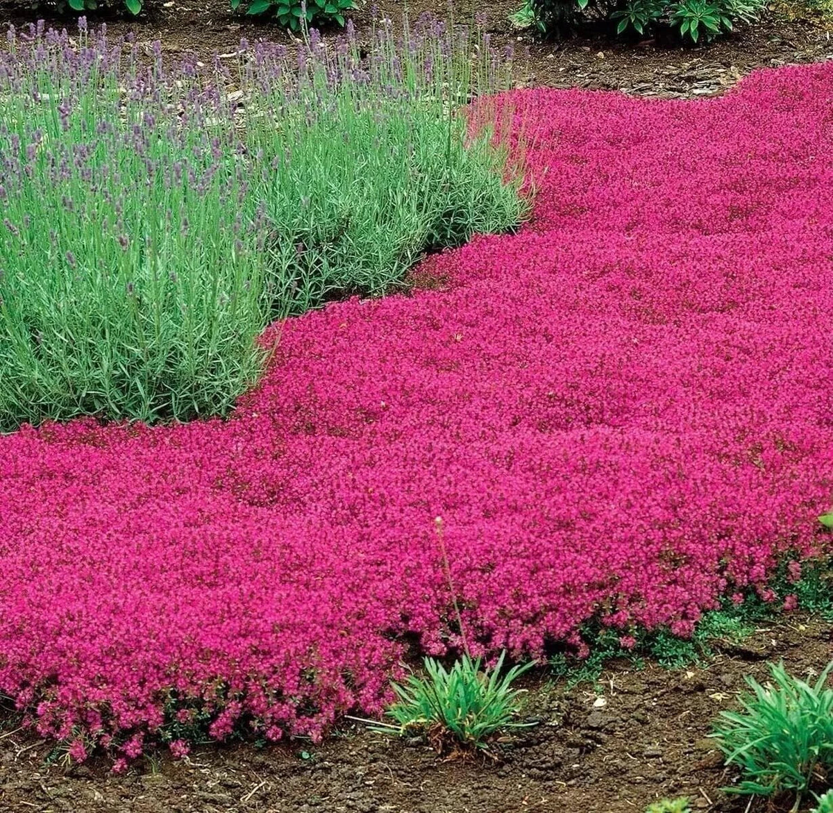 Red Creeping Thyme Seeds - 1000 Non-GMO Groundcover Seeds - Thymus serpyllum 'Coccineus' - Drought-Resistant Herb Garden Starter