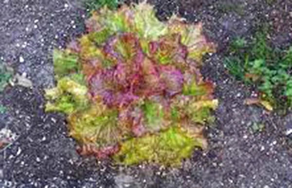 Lettuce Seeds 50+ Heirloom Prizehead Leaf Lactuca sativa Non-GMO Organic Gardening Salad Greens