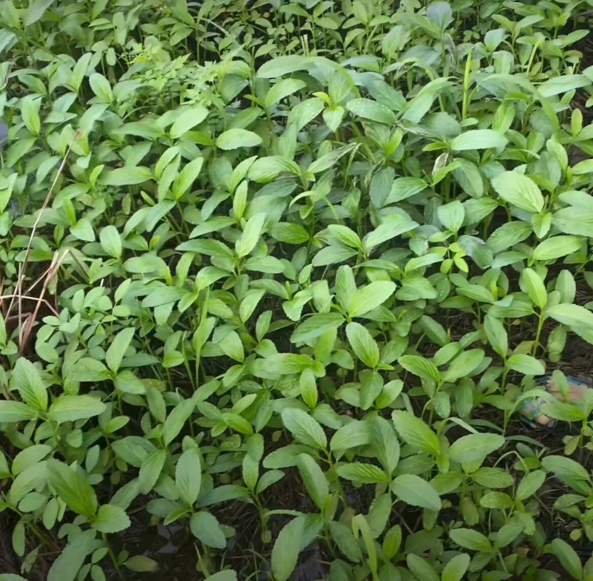 Egyptian Spinach Seeds - 200+ Heirloom Saluyot, Jute, Molokhia - Corchorus olitorius - High Germination Rate, Easy to Grow
