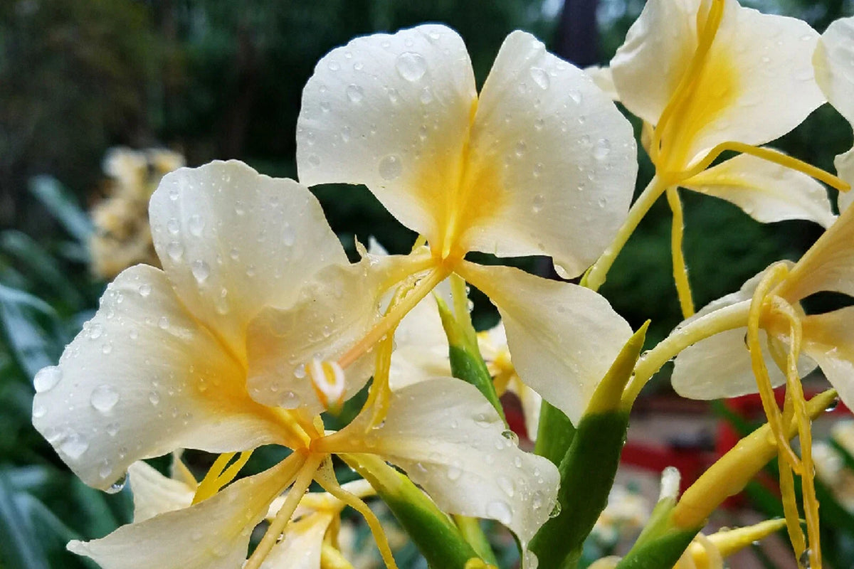 Hawaiian White Ginger Plant Roots - 4 Pack - Hedychium coronarium - Tropical Fragrant Flowering Roots for Garden or Pots