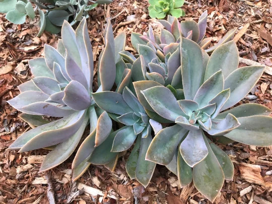 Echeveria Cuttings - Multicolor Fred Ives Graptoveria Rosette Succulent - Ideal for Indoor Gardening and Arrangements