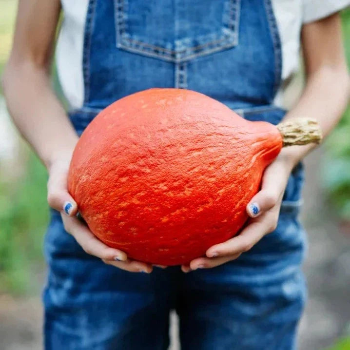 Japanese Red Kuri Squash Seeds - 10 Organic Heirloom Uchiki Kuri Seeds - Non-GMO Cucurbita maxima for Planting