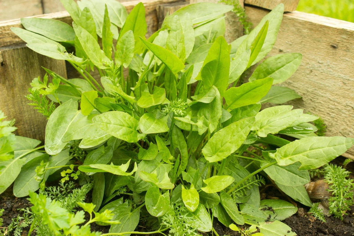 Large Leaf Sorrel Herb Seeds - Rumex acetosa - Non-GMO Gardening Gift - Includes Tracking - Perfect for Salads & Soups