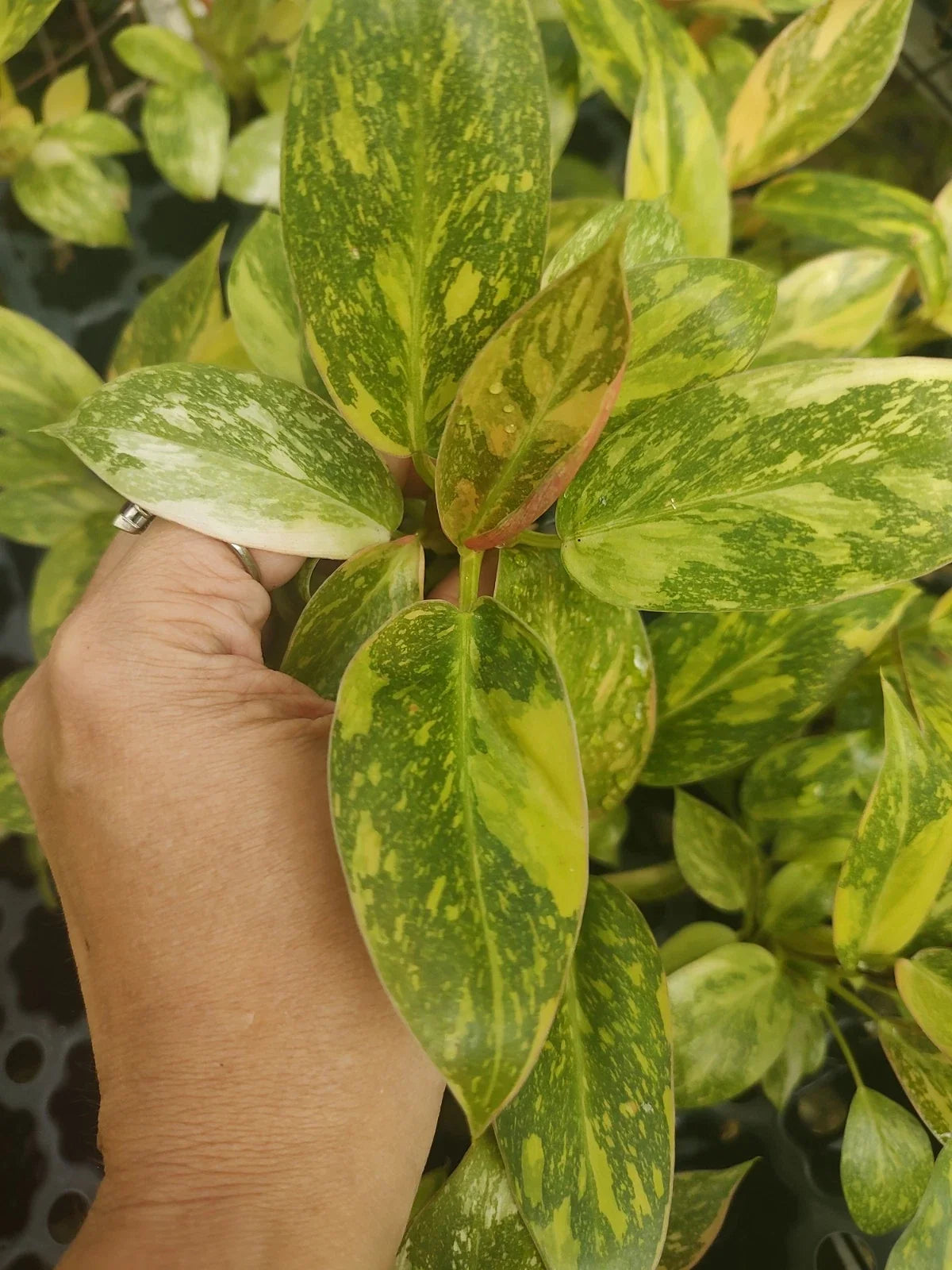Philodendron Green Congo Variegated Plant Plug - Well Rooted - Philodendron 'Green Congo' - Indoor Houseplant for Easy Care