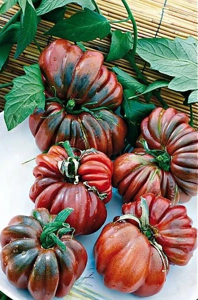 Black From Tula Tomato Seeds - 30+ Heirloom Organic NON-GMO - Rare Variety - Solanum lycopersicum - Ideal for Gardening