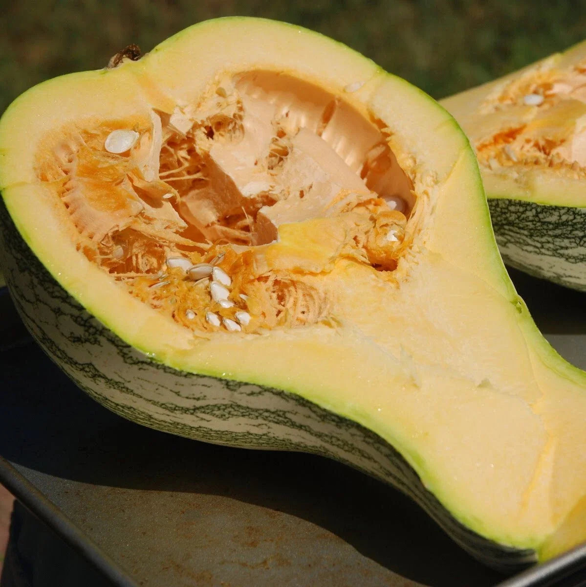 Cushaw Crooked Neck Squash Seeds - 30+ Heirloom Seeds - Cucurbita argyrosperma - Unique Flavor for Vegetable Gardening