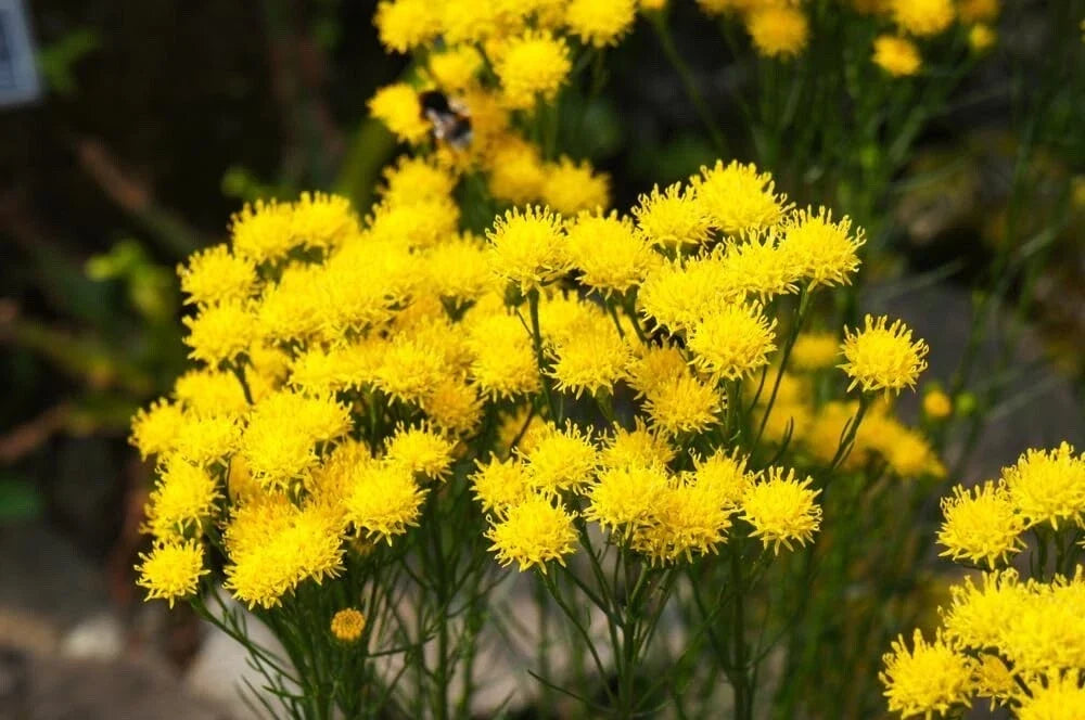 Goldilocks Aster Flower Seeds - 20 Pack - Yellow Blooms - Aster linosyris - Compact, Low Maintenance Garden Flowers