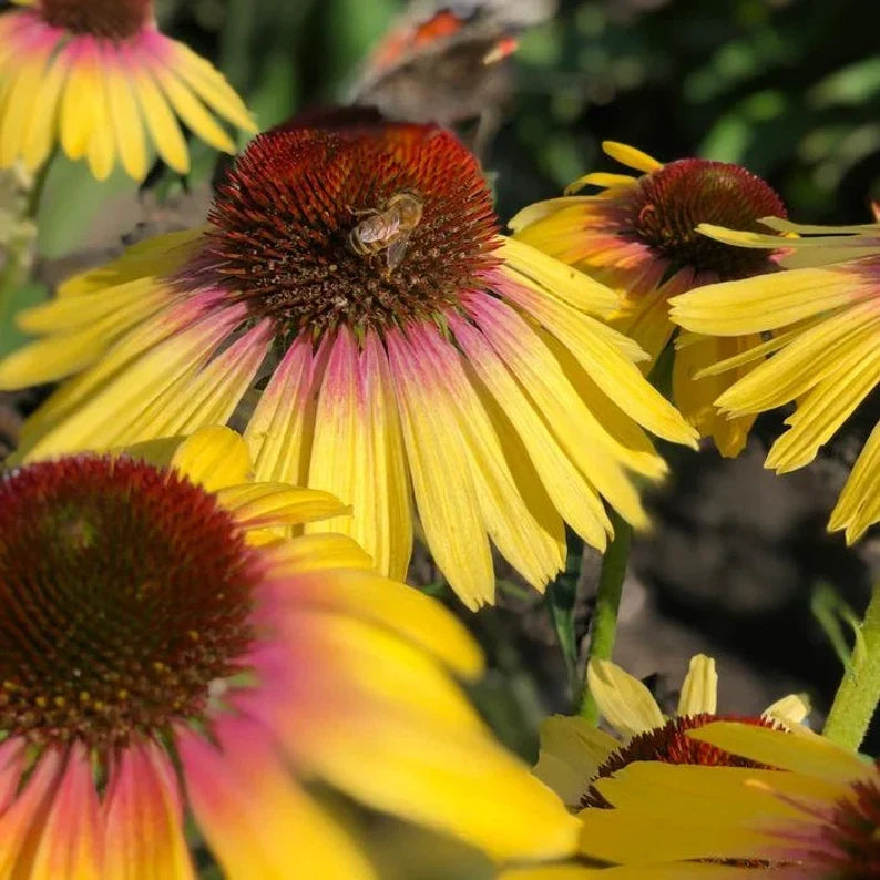 Echinacea Butterfly™ Yellow Rainbow Marcella Live Starter Coneflower Plant - Vibrant Yellow Blooms, Echinacea purpurea