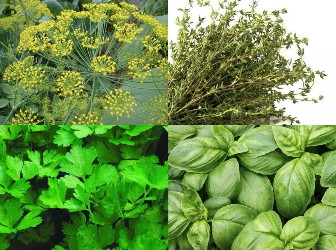 Culinary Herbs Variety Pack Seeds - Basil, Thyme, Dill, Parsley - Non-GMO Seed Collection for Gardening - Ocimum basilicum & More