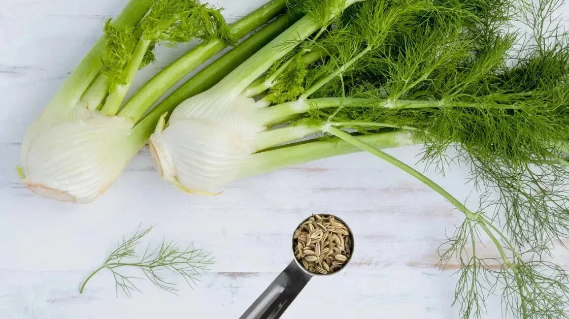 Fennel Herb Seeds - 15 Pack - Foeniculum vulgare - Non-GMO Culinary Garden Seeds for Planting
