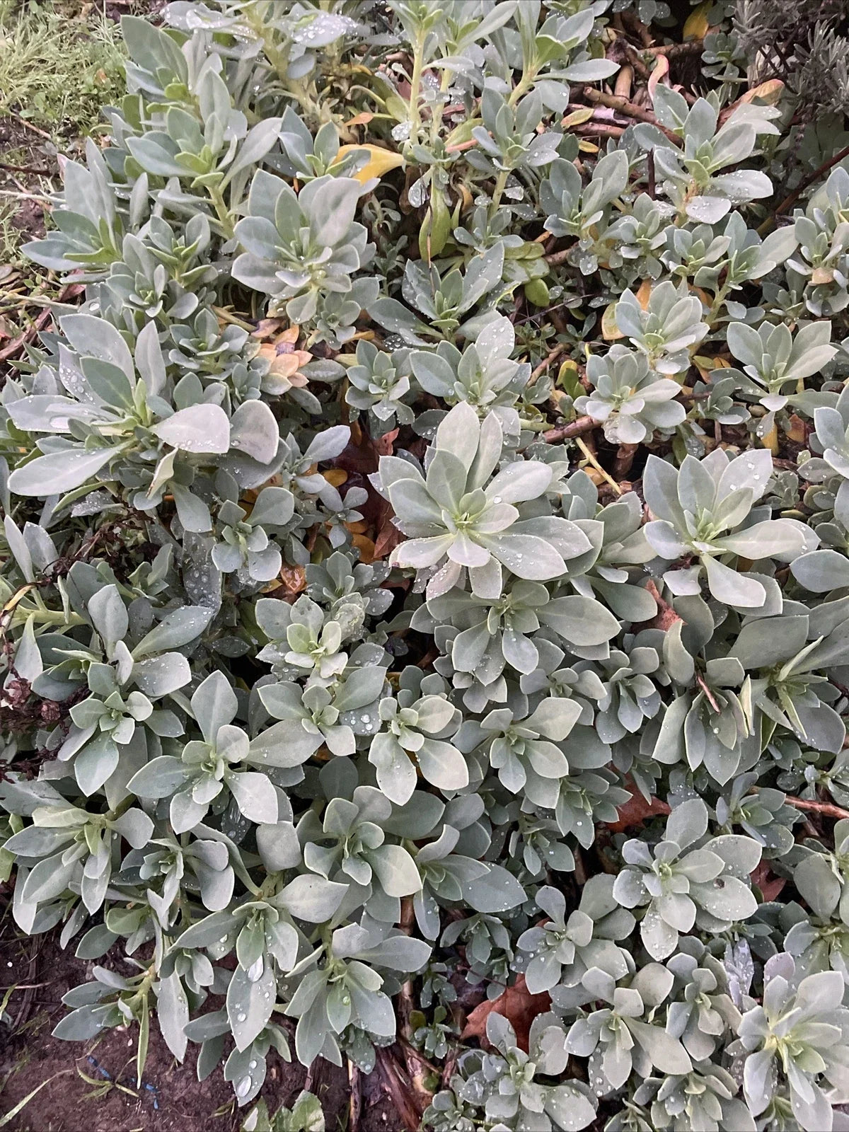 Succulent Cuttings - 6" Rock Purslane - Calandrinia Spectabilis - Live Plant Cuttings (5 Pack) - Drought-Tolerant Garden Plants
