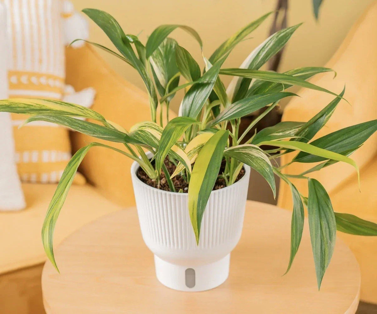 Epipremnum Amplissimum Cutting | Rare Indoor Plant | Tropical Greenery | Easy Care Pothos | Propagation Ready