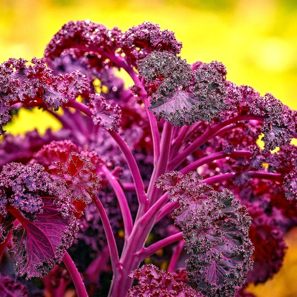 Red Borecole Kale Seeds - 600+ Heirloom Non-GMO Frilly Purple - Brassica oleracea var. sabellica - Garden Vegetable Seeds