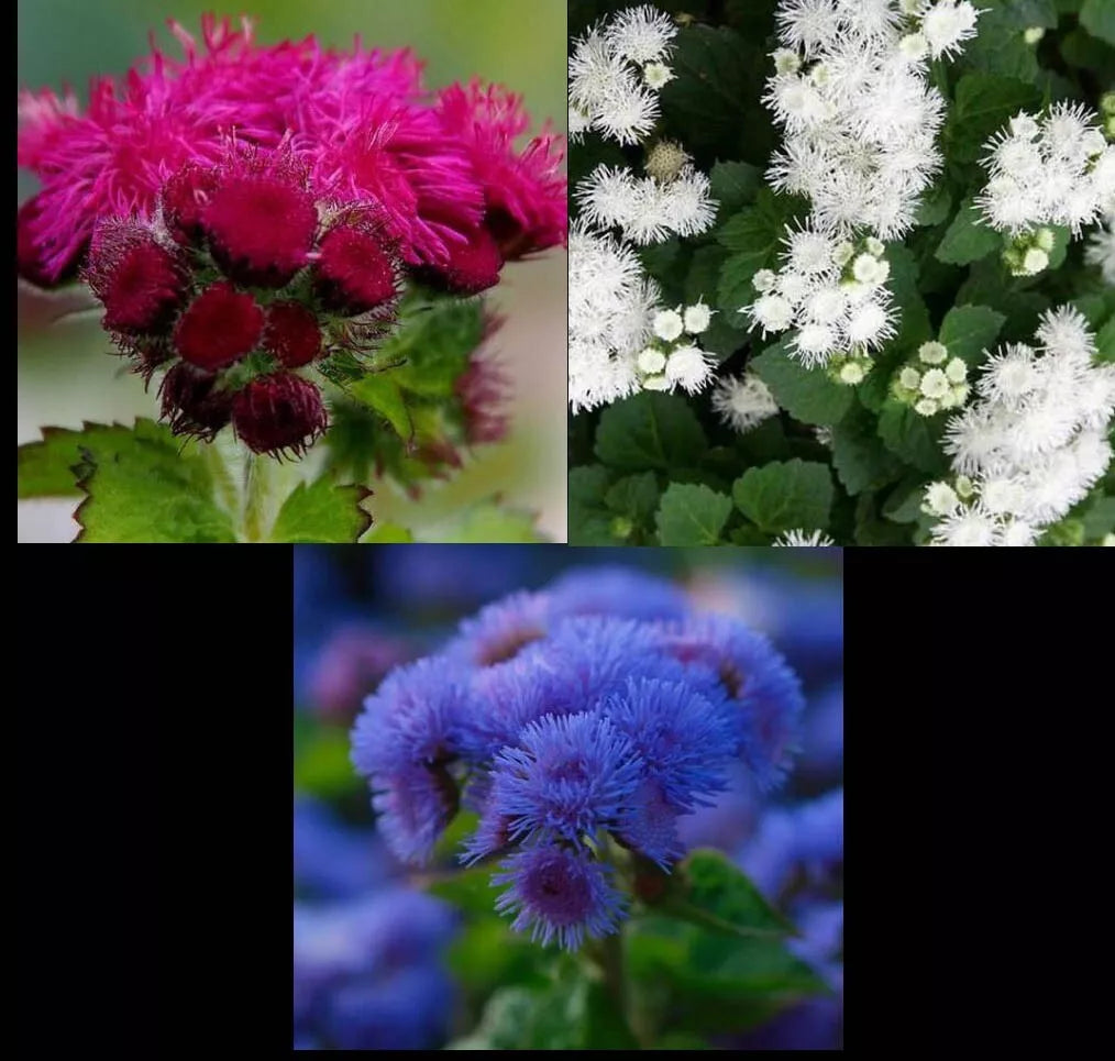 Ageratum Seeds Mix - 500 Non-GMO Seeds - Red White & Blue - Ageratum houstonianum - Attracts Monarch Butterflies