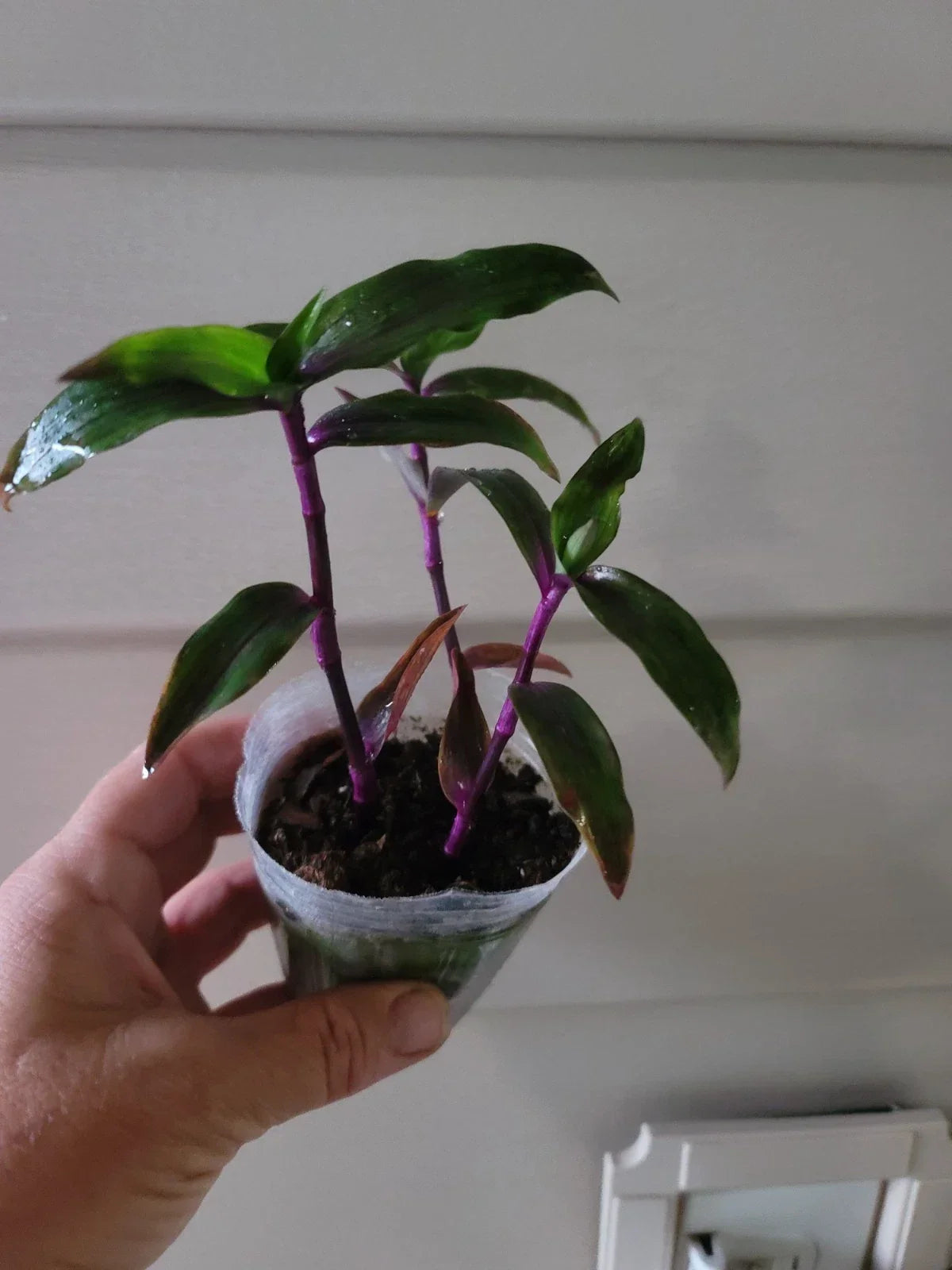 Tradescantia Wandering Purple Scimitars - Multiple Plants - Easy Care Houseplant - Tradescantia pallida 'Purple Scimitars'