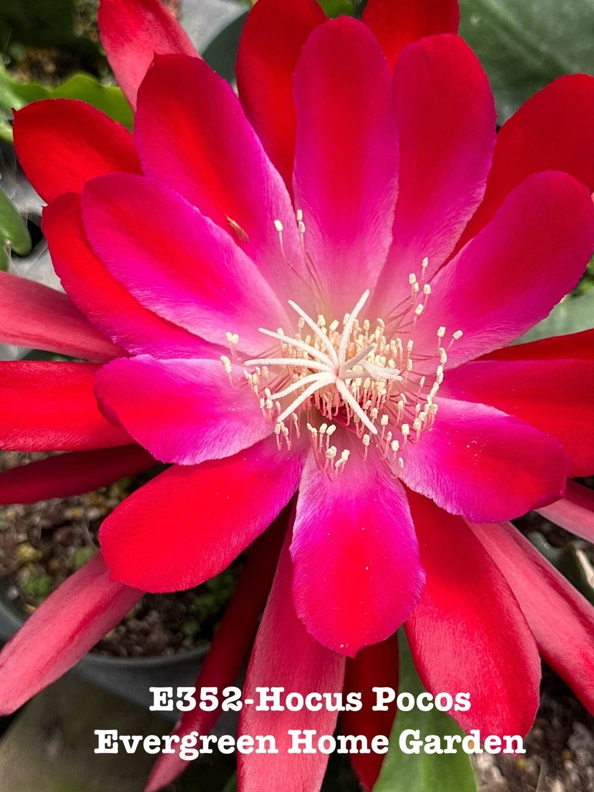 Epiphyllum Orchid Cactus Plant "Hocus Pocus" 4” Starter Pot - Rooted Tropical Succulent, Indoor Gardening, Epiphyllum spp.