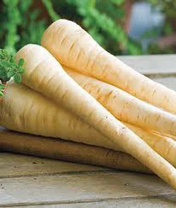 PARSNIP SEEDS 25+ HEIRLOOM NON-GMO HARRIS MODEL Organic (Pastinaca sativa) - Ideal for Home Garden & Vegetable Patch