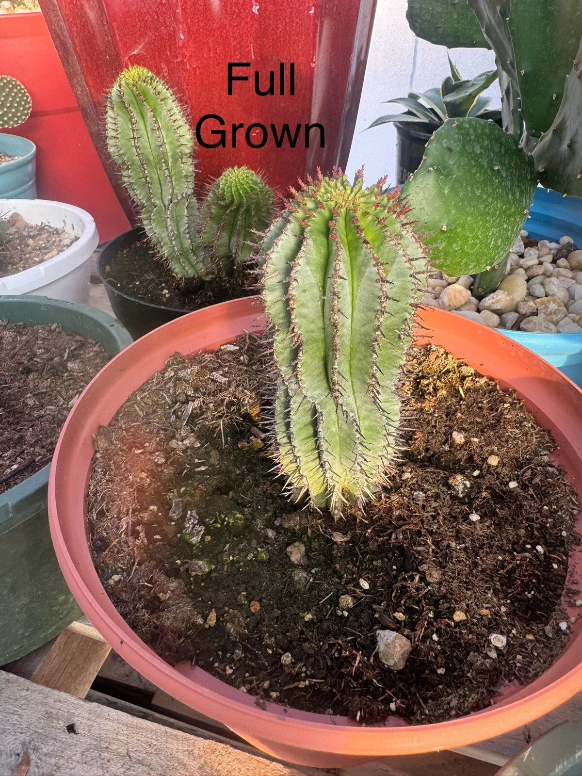 African Milk Barrel Plant Rooted Start - Unique Succulent Euphorbia Polygona - Fast Growing for Home & Garden