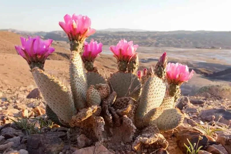 Beaver Tail Cactus 1 Pad with Pink Flowers - Opuntia basilaris - Drought-Tolerant Desert Plant for Container Gardening