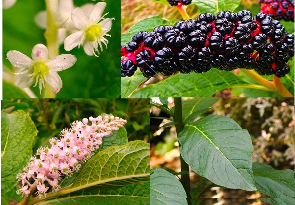 30+ Fresh American Pokeweed Seeds - Inkberry, Dragonberries - Phytolacca americana, Native Plant for Wildlife Garden