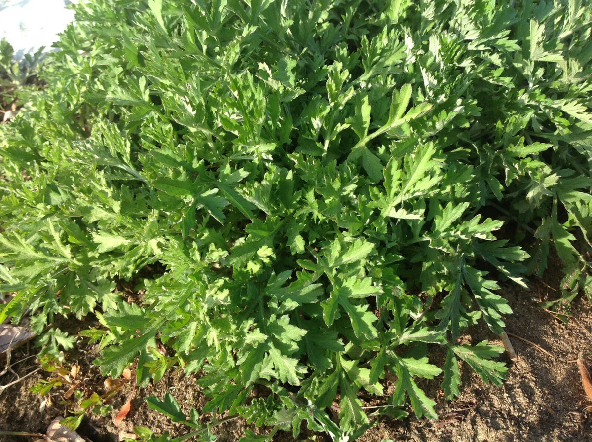 Live Mugwort Plant - 10 Organic Roots - Artemisia Argyi - Medicinal Herb for Wellness, Culinary Uses, Natural Remedies