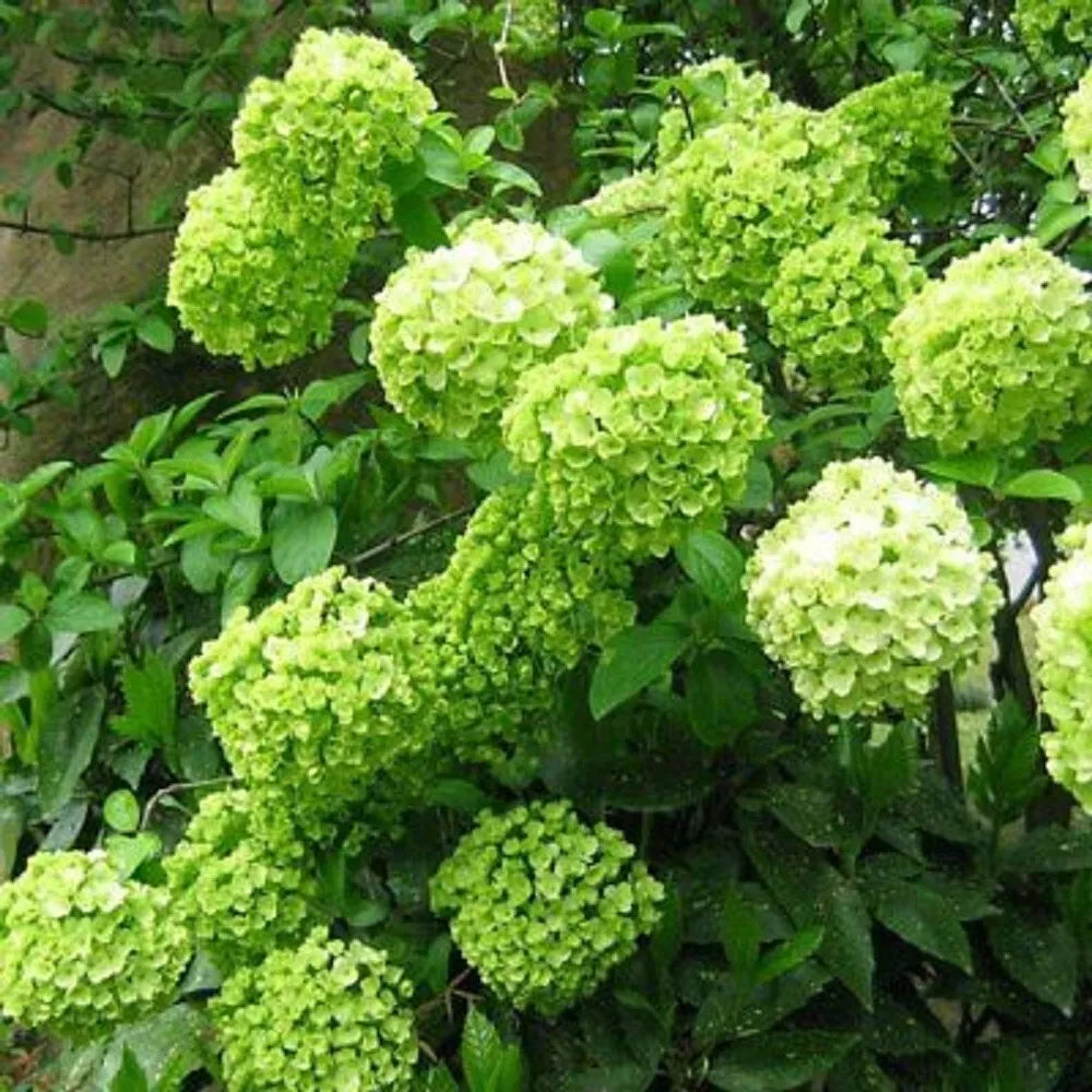 Lime Light Hydrangea Seeds - 5 Perennial Flower Seeds - Hydrangea paniculata 'Limelight' - Vibrant Green to Creamy White Blooms