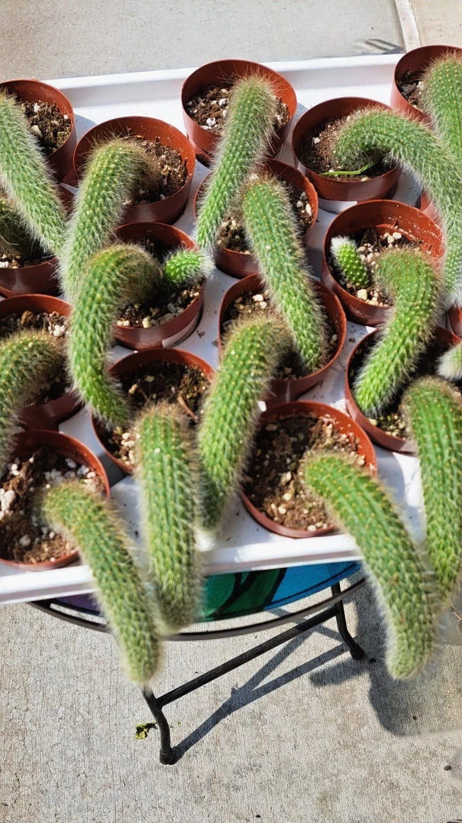 Potted Monkey Tail Cactus 2.5" Established Plant Cleistocactus colademononis US Grown Indoor Outdoor Succulent