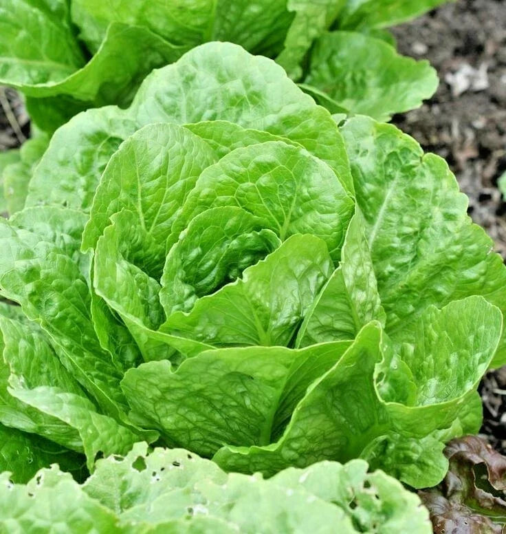 Organic Lettuce Seeds - 601+ Paris Island Cos Romain - Lactuca sativa - Non-GMO, Ideal for Containers, Spring & Fall Planting