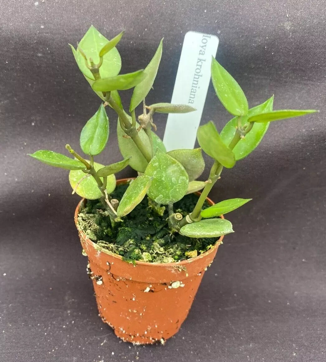 Hoya krohniana Plants, 2" Pot, Two+ Rooted, Rare Wax Vine, Indoor Houseplant, Heart-Shaped Leaves, Easy Care