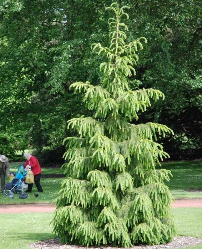 Himalayan Spruce Tree Seeds - Weeping Morinda Evergreen Bonsai - Picea smithiana - 20 High-Quality Seeds for Planting