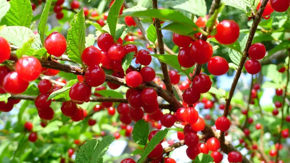 Nanking Cherry Seeds - 10 Pack - Prunus tomentosa - Edible Fruit Bush for Garden - Fast-Growing, Low Maintenance Plant
