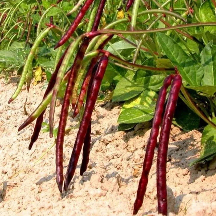 Mississippi Pinkeye II Purplehull Cowpea Seeds - 50+ Count - Vigna unguiculata - Non-GMO for 2025 Planting
