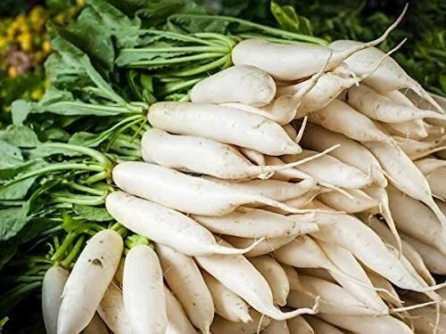 Daikon Radish Seeds - 100 Count - Cover Crop for Planting - Raphanus sativus var. longipinnatus - Fast Growth, Edible Roots