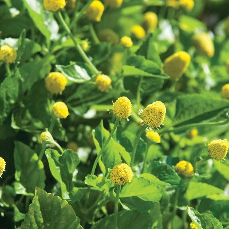 Paracress Seeds 100 Count - Toothache Plant - Spilanthes acmella - Medicinal Herb for Home Gardening - Free Shipping