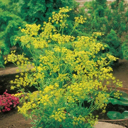 Bouquet Dill Seeds Pack | 500 Heirloom Non-GMO Seeds | Anethum graveolens | Culinary Herb for Garden