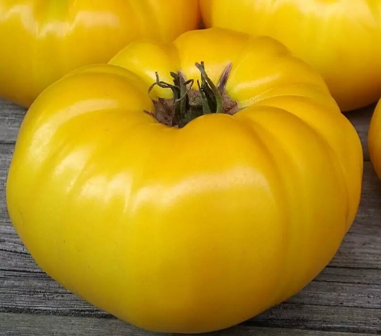 Yellow Brandywine Tomato Seeds 100+ Count, Indeterminate Beefsteak, Heirloom Vegetable Seed, Solanum lycopersicum