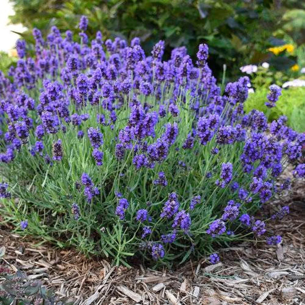 Lavender Flower Seeds - 20 Fresh Seeds - Purple Blooms - Lavandula angustifolia - Drought-Tolerant Garden Plant