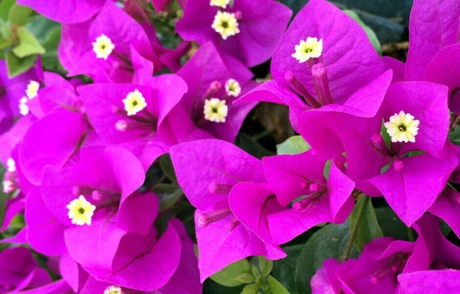 Bougainvillea Starter Plant | Small Well Rooted | Elizabeth Angus Variety | Rare Bougainvillea 'Elizabeth Angus'