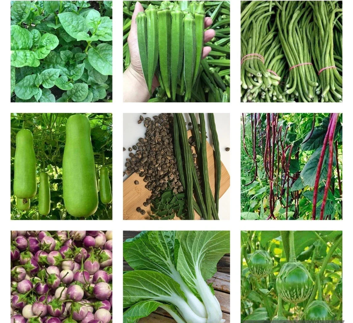 Non-GMO Heirloom Vegetable Seeds Bundle - 10 Varieties - Organic Gardening Essentials - Various
