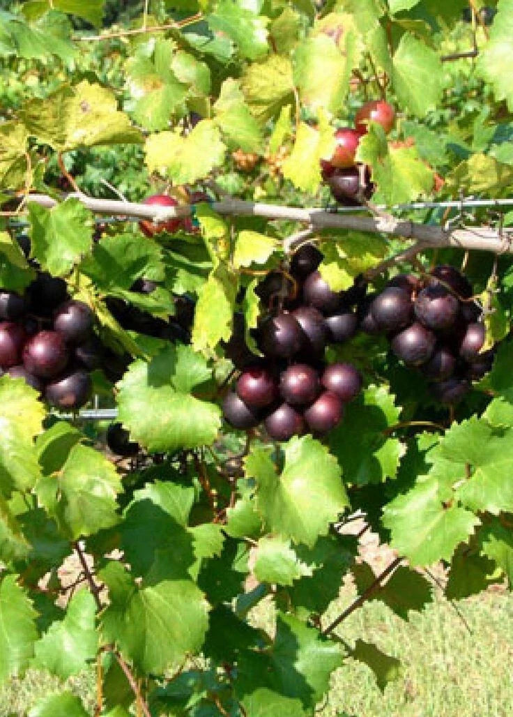 Muscadine Grape Climbing Vine 4'' Pot - Bronze, Purple, Black Varieties - Vitis rotundifolia for Garden Trellis & Arbors