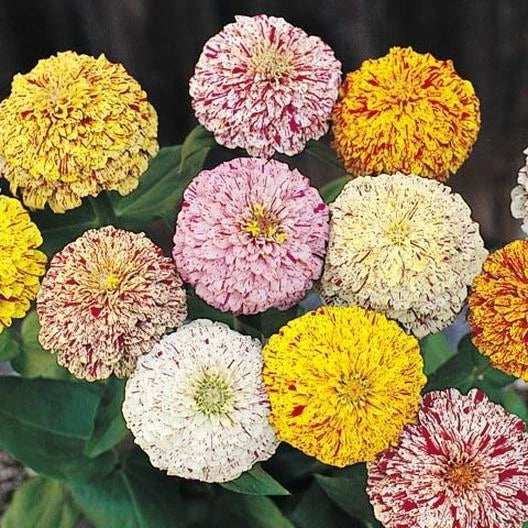 Zinnia Seeds Peppermint Stick Mix 200 Non-GMO Candy Striped Flowers Zinnia elegans for Pollinators