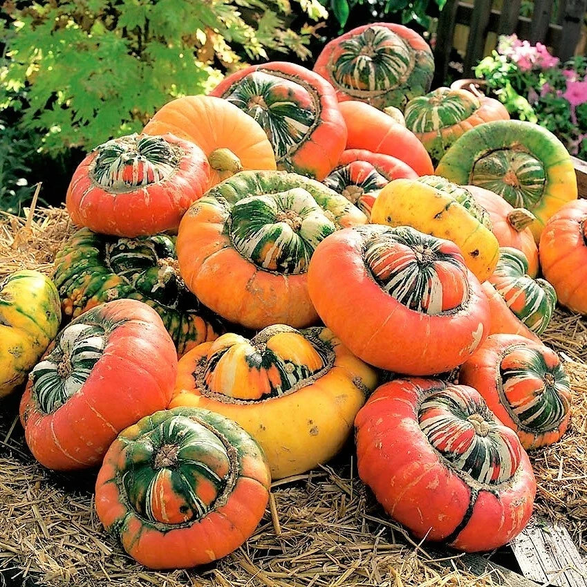 Turk's Turban Pumpkin Seeds | Packet of 20 | Cucurbita maxima | Unique Decorative & Edible Pumpkins