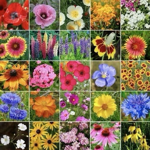Midwest Wildflower Seed Mix 250g - 23 Varieties for Pollinators, Native Plants, Attracts Hummingbirds, Various Species