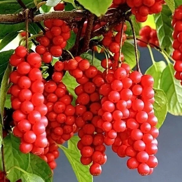 Self-Pollinating Schisandra Chinensis Cuttings - 20 Pack Wu Wei Zi Magnolia Vine Plants - Organic Garden Starter
